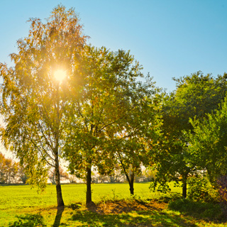 Gedenkbaum-Gruppe von  für Rüdiger Frischmann 