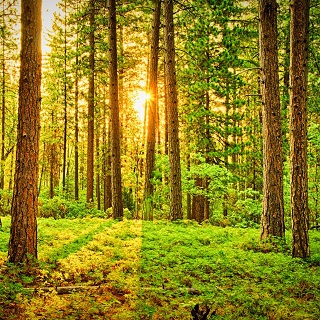 Gedenkwald von VRS Media für Gisela Sender 